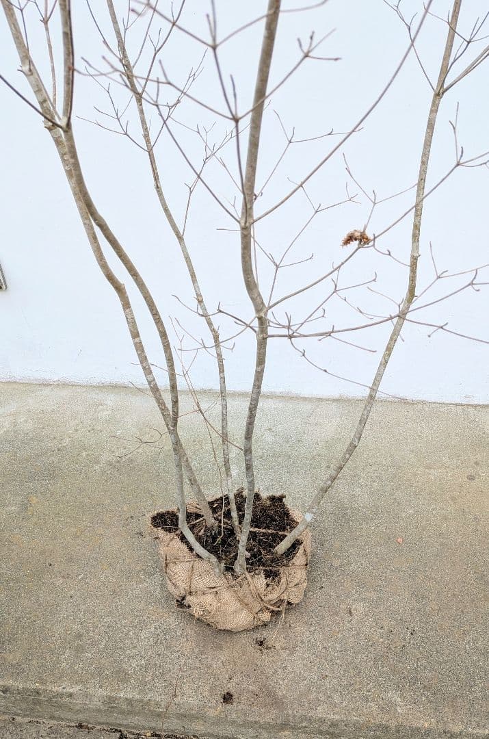 新春特価。山採りドウダンツツジ。