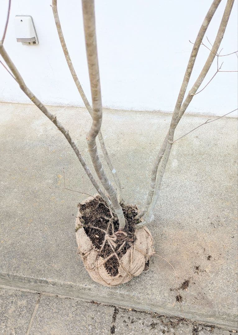 新春特価。山採りドウダンツツジ。