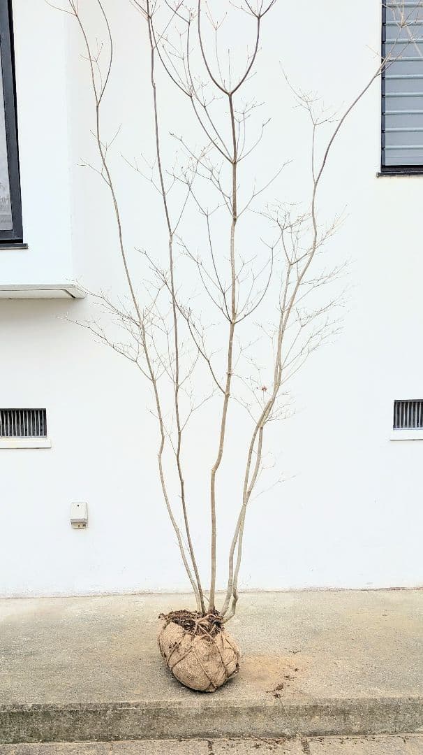 新春特価。山採りドウダンツツジ。