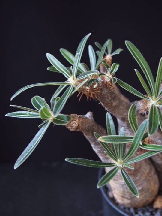 2頭グラキリス　発根済み