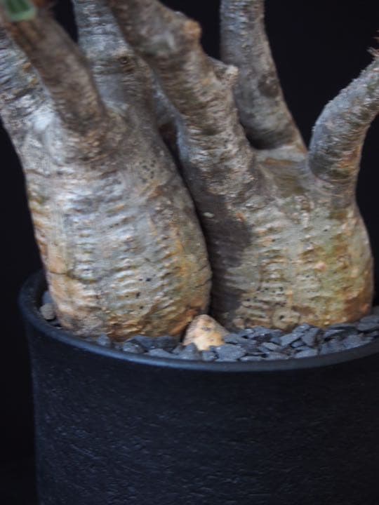 2頭グラキリス　発根済み