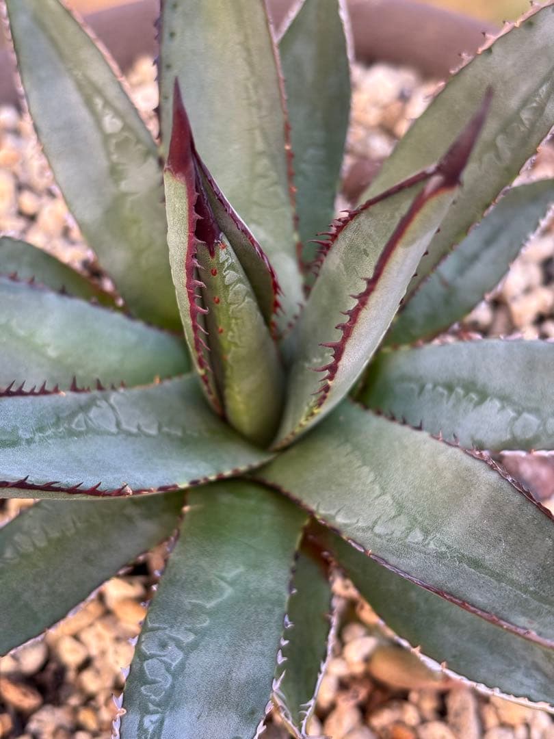 アガベ　hybrid 笹雪×屈原の舞扇　裏刺有り