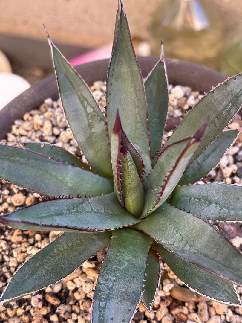 アガベ　hybrid 笹雪×屈原の舞扇　裏刺有り