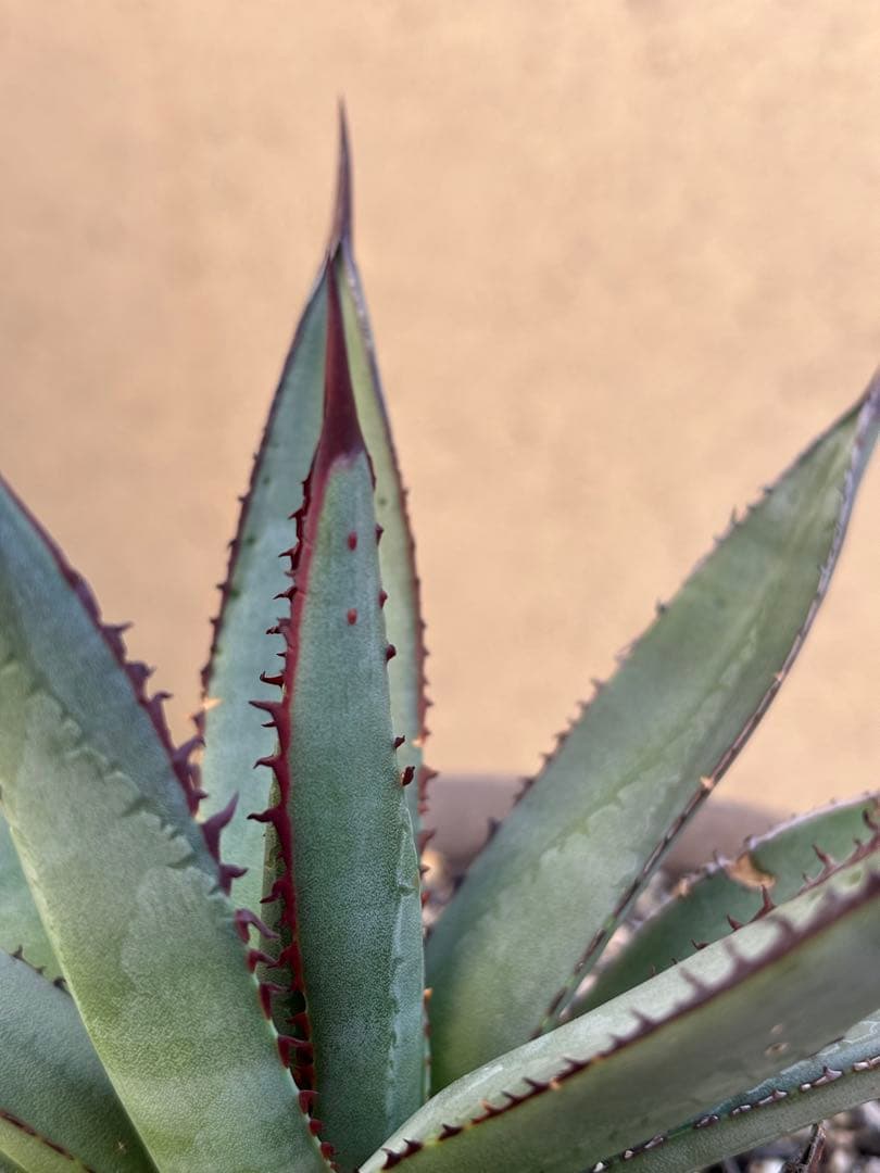 アガベ　hybrid 笹雪×屈原の舞扇　裏刺有り