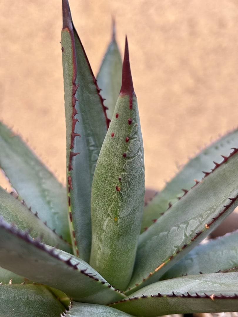 アガベ　hybrid 笹雪×屈原の舞扇　裏刺有り