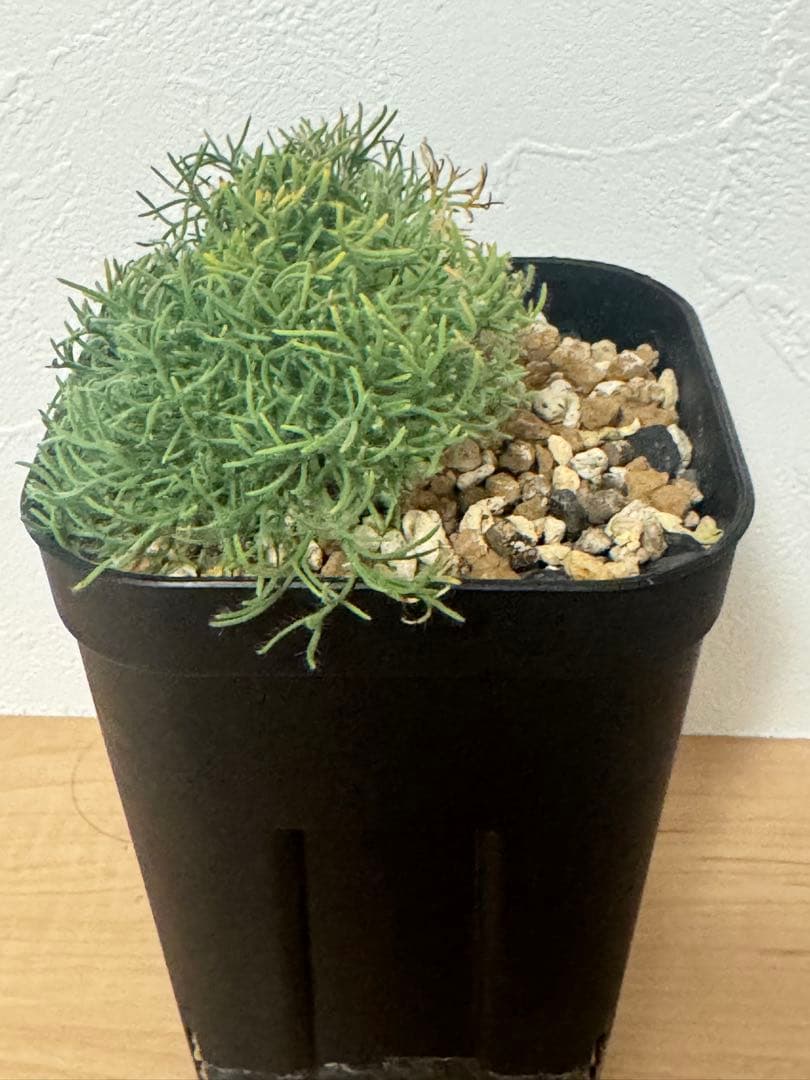 【実生株】モンソニア ペニクリナム　Monsonia peniculina