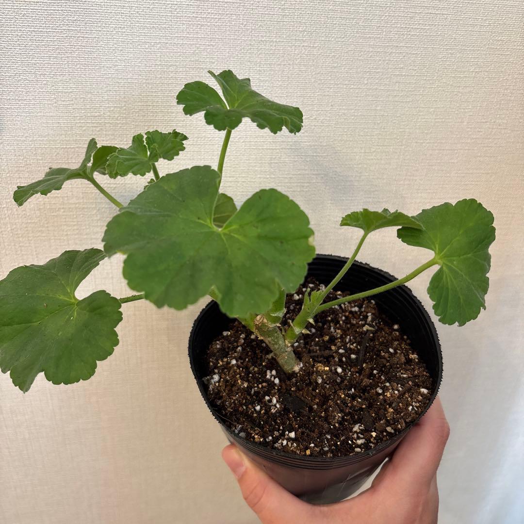 リピーター割引　日本初海外品種ゼラニウム　希少品種ゼラニウムR