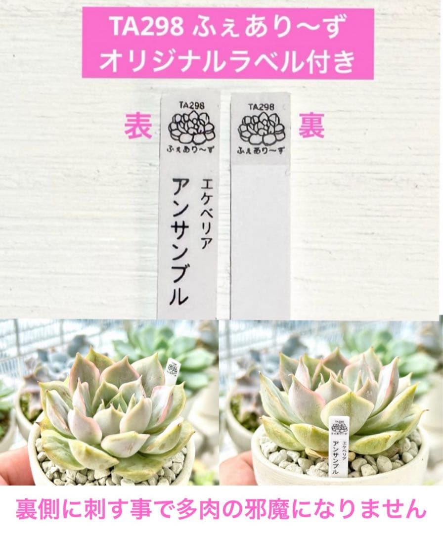 【㊗️お得♪@2180】スリラーパール群生（4頭）