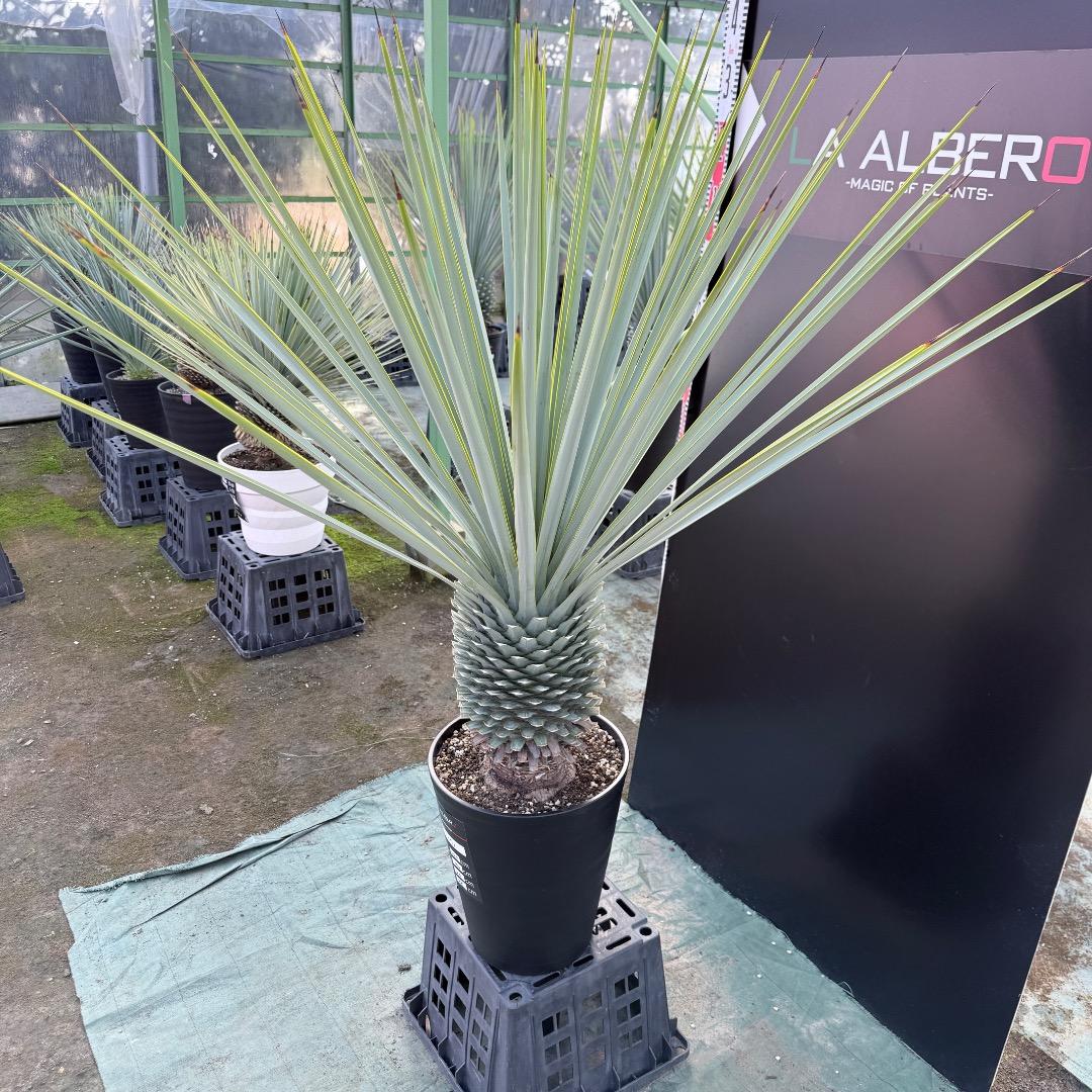 【AL1171】ユッカ　リギダ