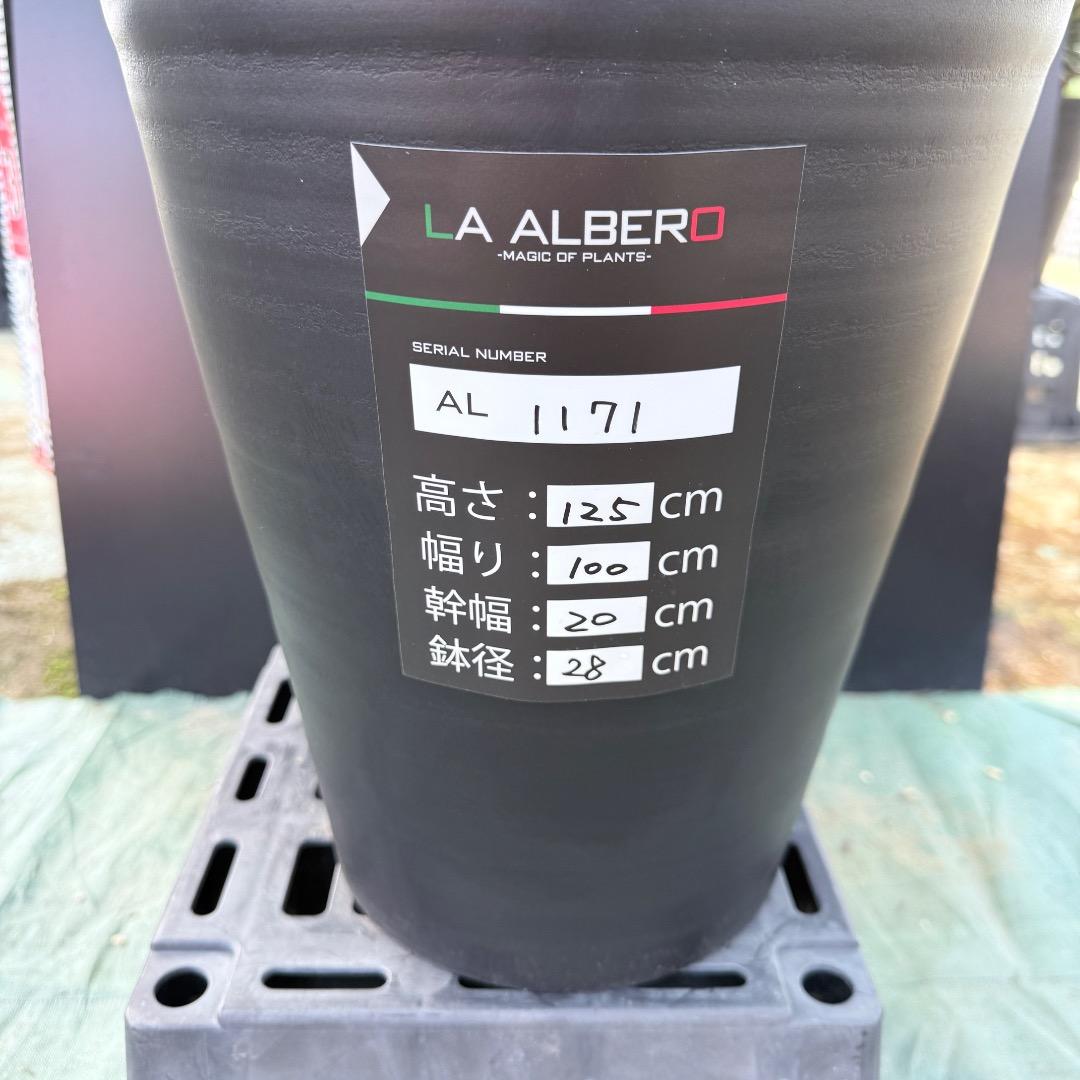 【AL1171】ユッカ　リギダ