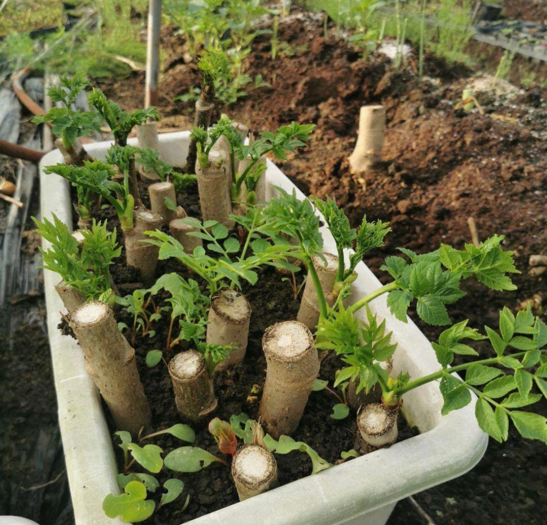 ※超特盛大量割引※最後まで読むとプレゼント　熊本県阿蘇産棘なしタラの根　400本