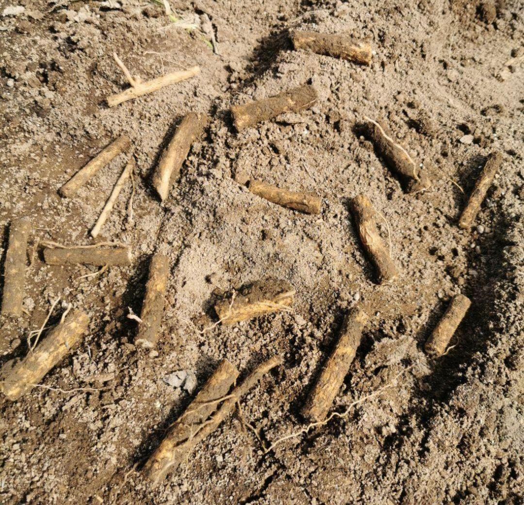 ※超特盛大量割引※最後まで読むとプレゼント　熊本県阿蘇産棘なしタラの根　400本