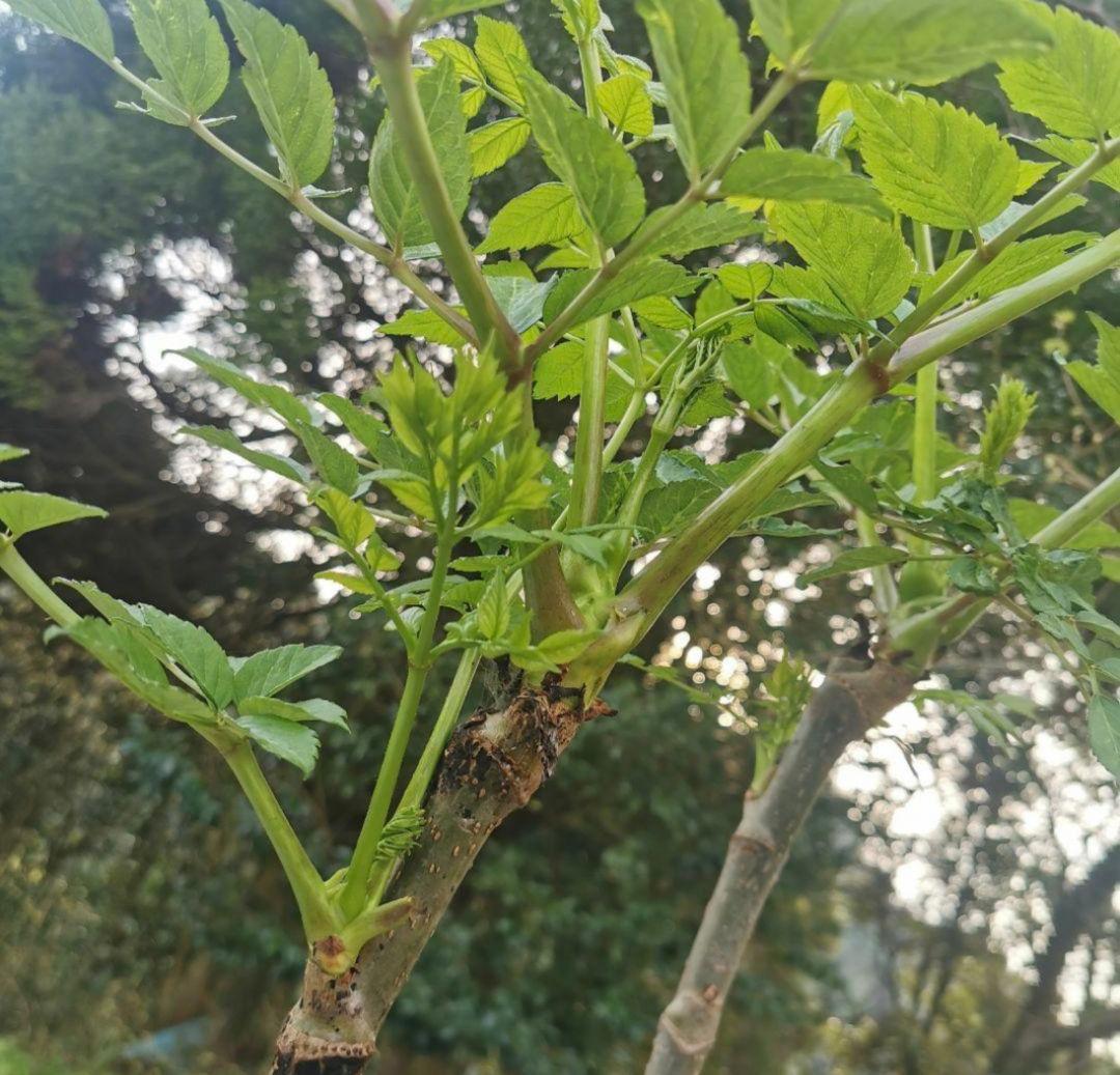 ※超特盛大量割引※最後まで読むとプレゼント　熊本県阿蘇産棘なしタラの根　400本