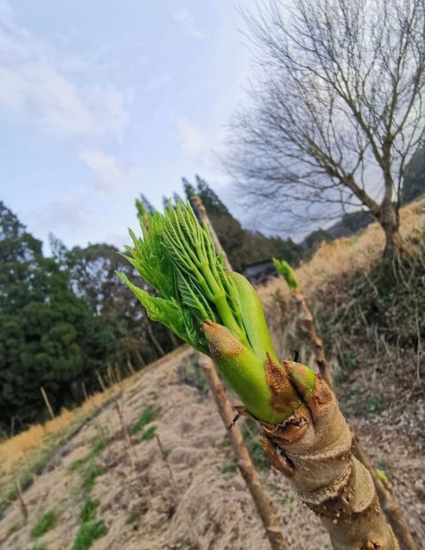※超特盛大量割引※最後まで読むとプレゼント　熊本県阿蘇産棘なしタラの根　400本
