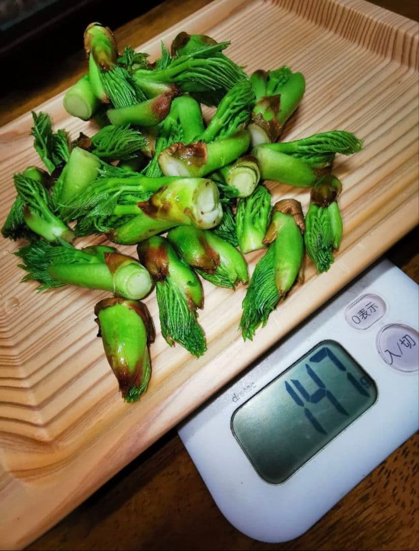 ※超特盛大量割引※最後まで読むとプレゼント　熊本県阿蘇産棘なしタラの根　400本