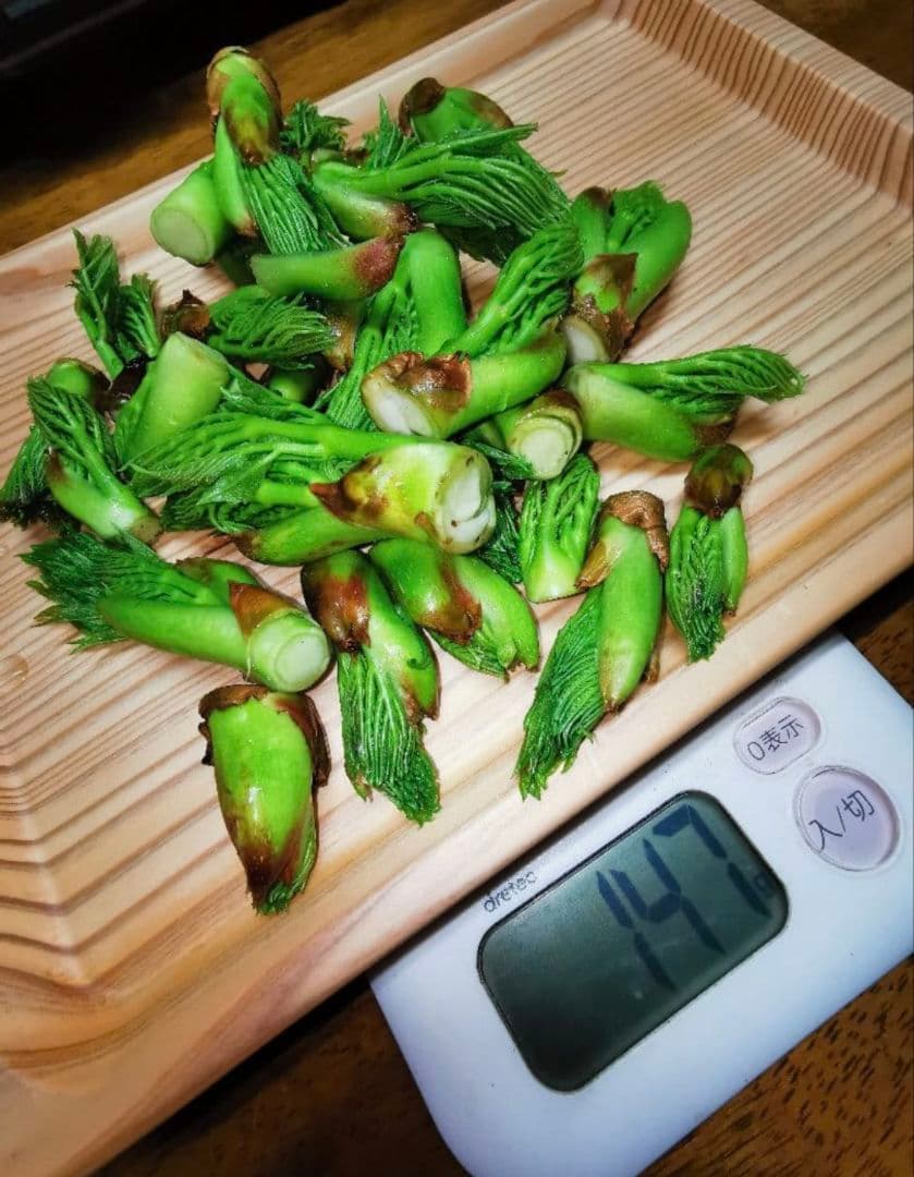 ※超特盛大量割引※最後まで読むとプレゼント　熊本県阿蘇産棘なしタラの根　400本