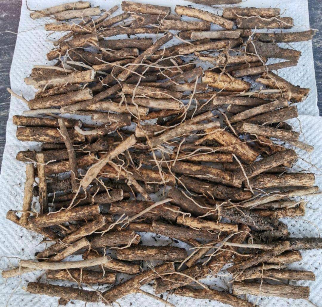 ※超特盛大量割引※最後まで読むとプレゼント　熊本県阿蘇産棘なしタラの根　400本