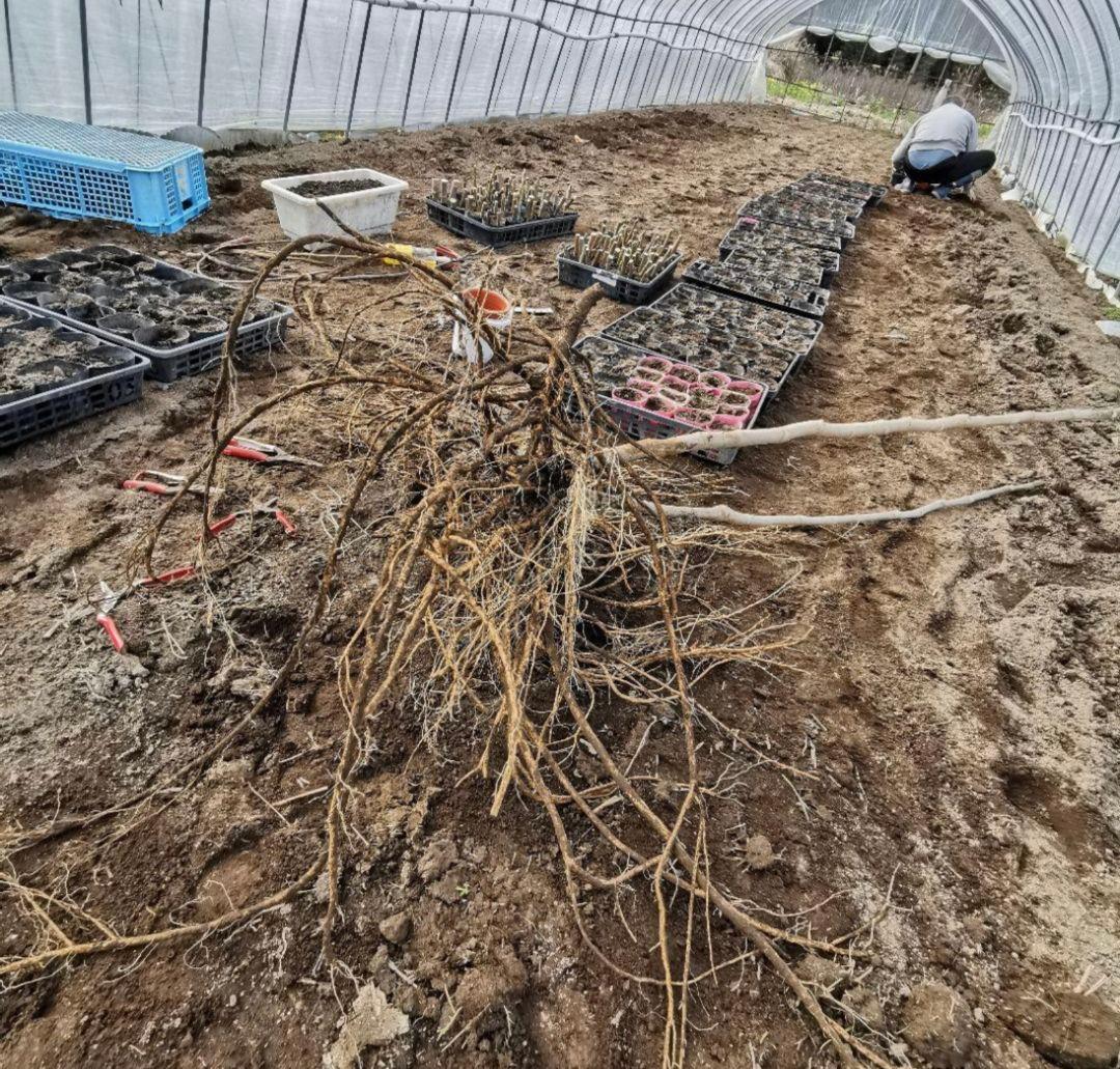 ※超特盛大量割引※最後まで読むとプレゼント　熊本県阿蘇産棘なしタラの根　400本