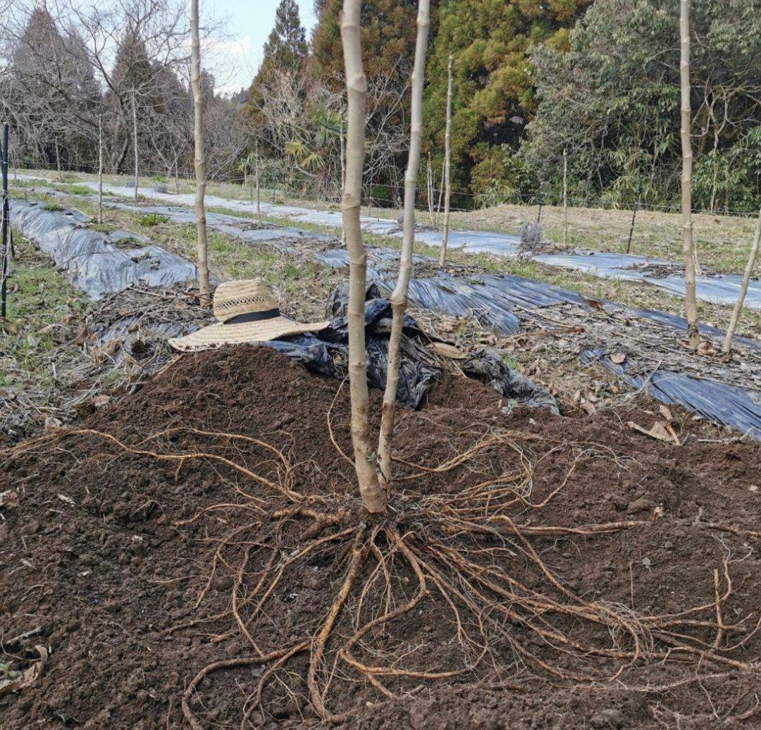 ※超特盛大量割引※最後まで読むとプレゼント　熊本県阿蘇産棘なしタラの根　400本