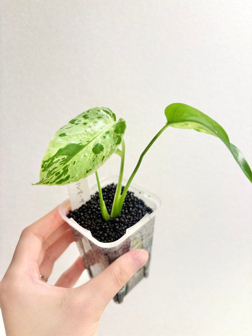 【レア】モンステラ デリシオーサ バルバソー　フシギダネ