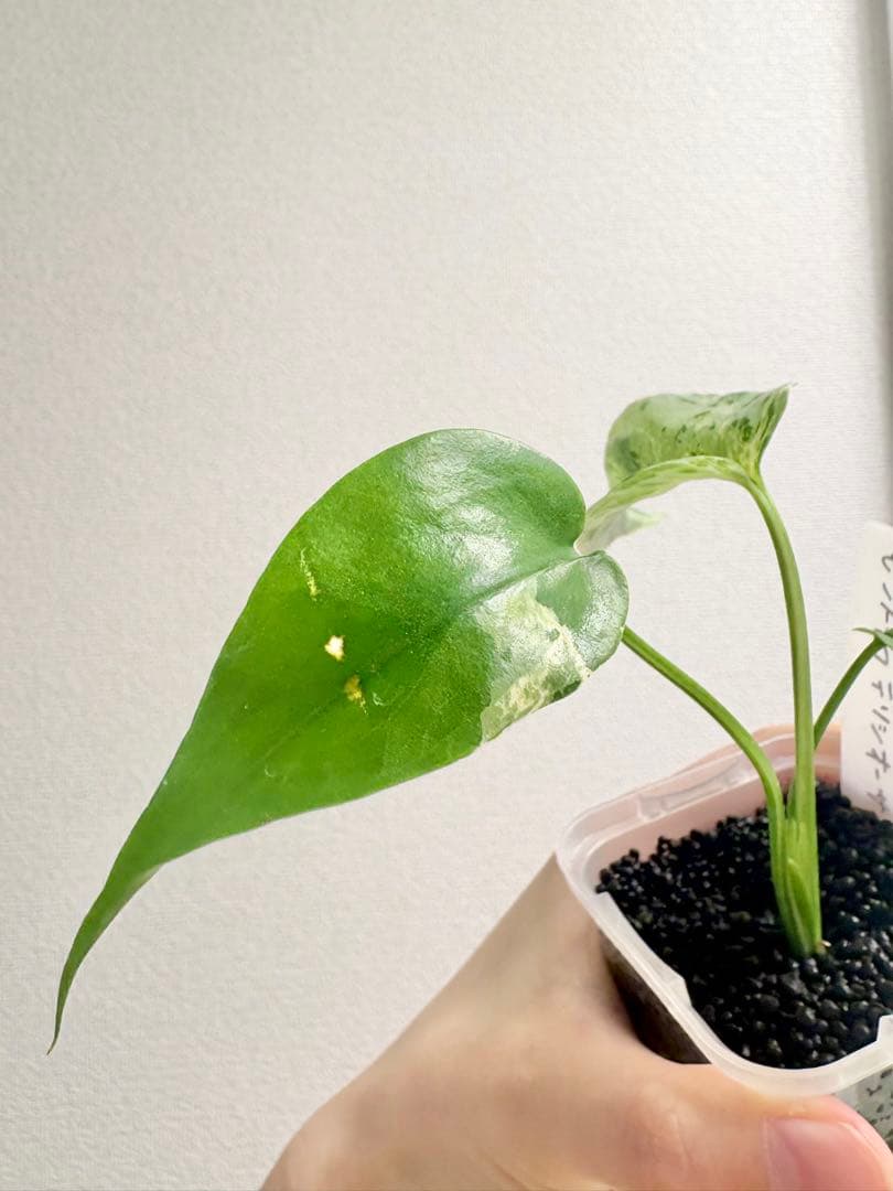 【レア】モンステラ デリシオーサ バルバソー　フシギダネ