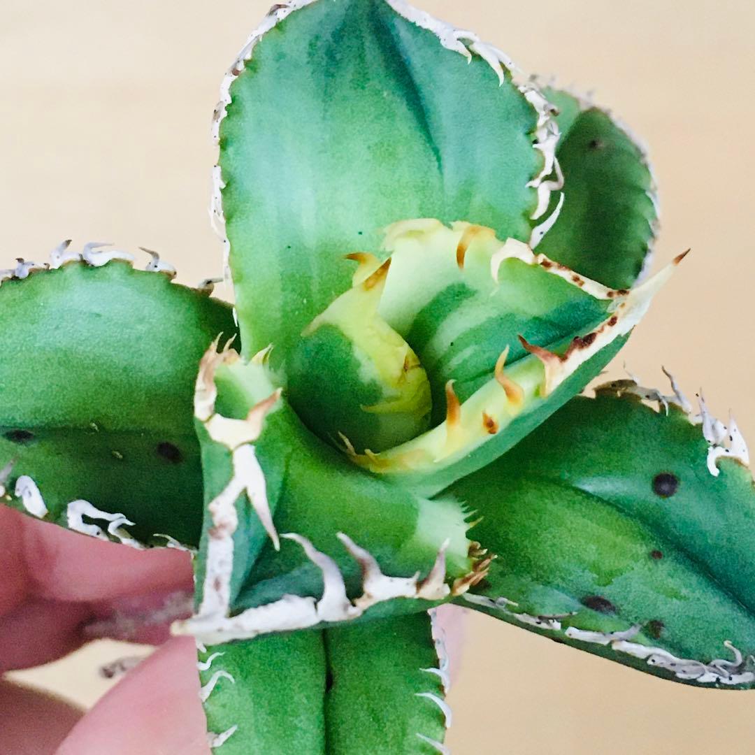 【稀少】大白鯊錦 覆輪斑 極上TC個体 アガベ チタノタ ホオジロザメ