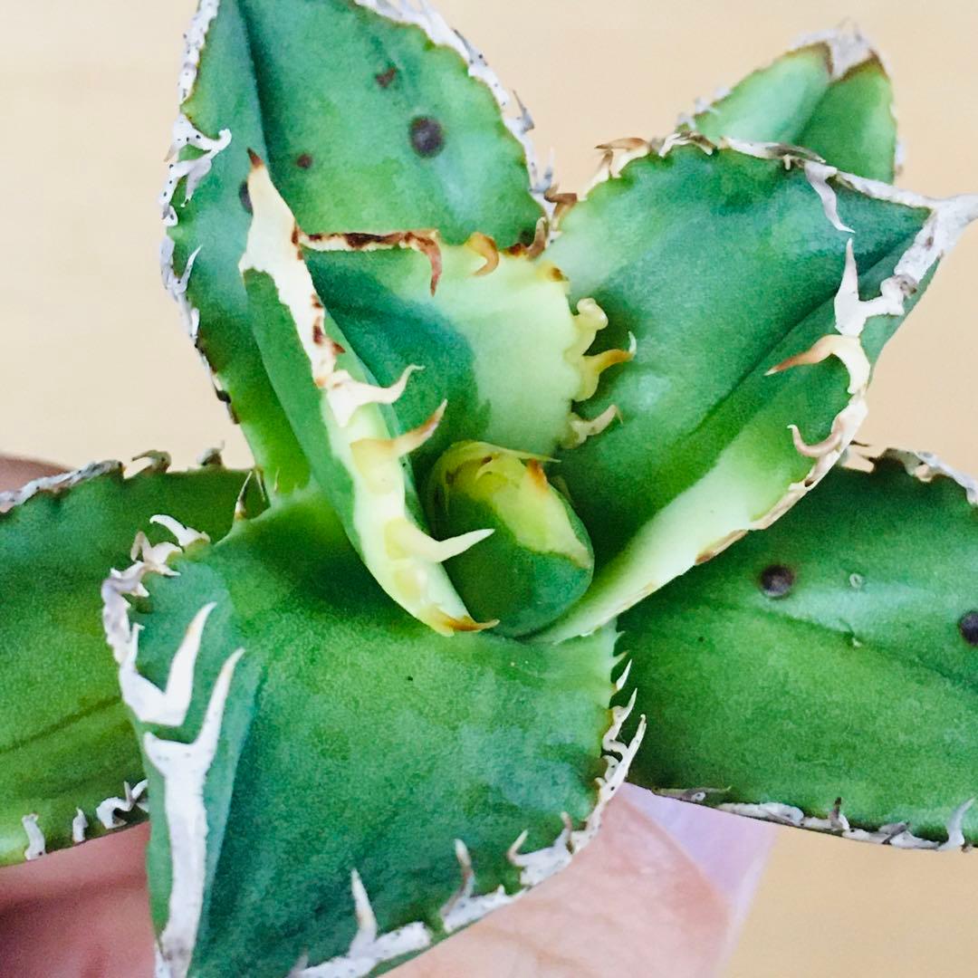 【稀少】大白鯊錦 覆輪斑 極上TC個体 アガベ チタノタ ホオジロザメ