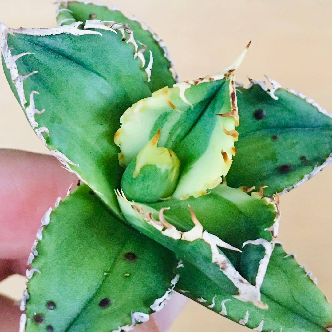 【稀少】大白鯊錦 覆輪斑 極上TC個体 アガベ チタノタ ホオジロザメ