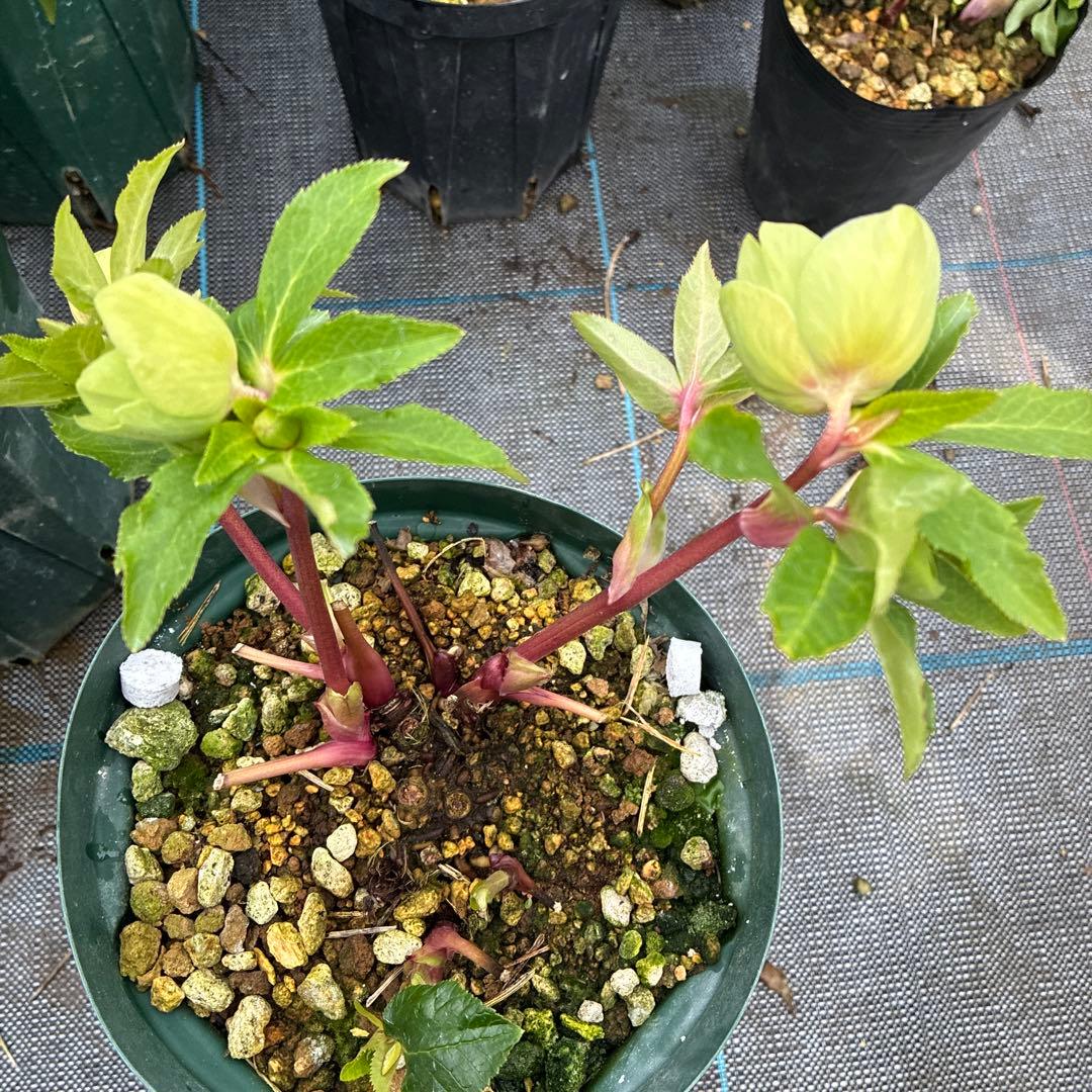 クリスマスローズ　グリーンオーレア　赤軸　開花途中　６寸