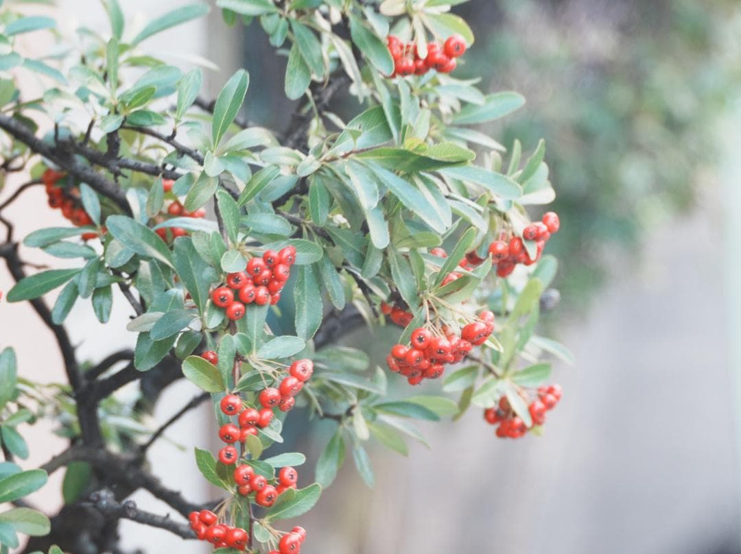 テスト画像有　古典玉 Monopol 15cm f8 Leica-Lマウント改