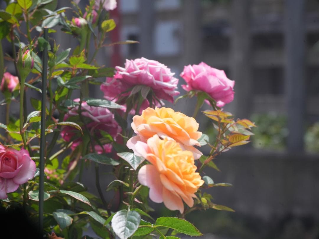 テスト画像有　古典玉 Monopol 15cm f8 Leica-Lマウント改