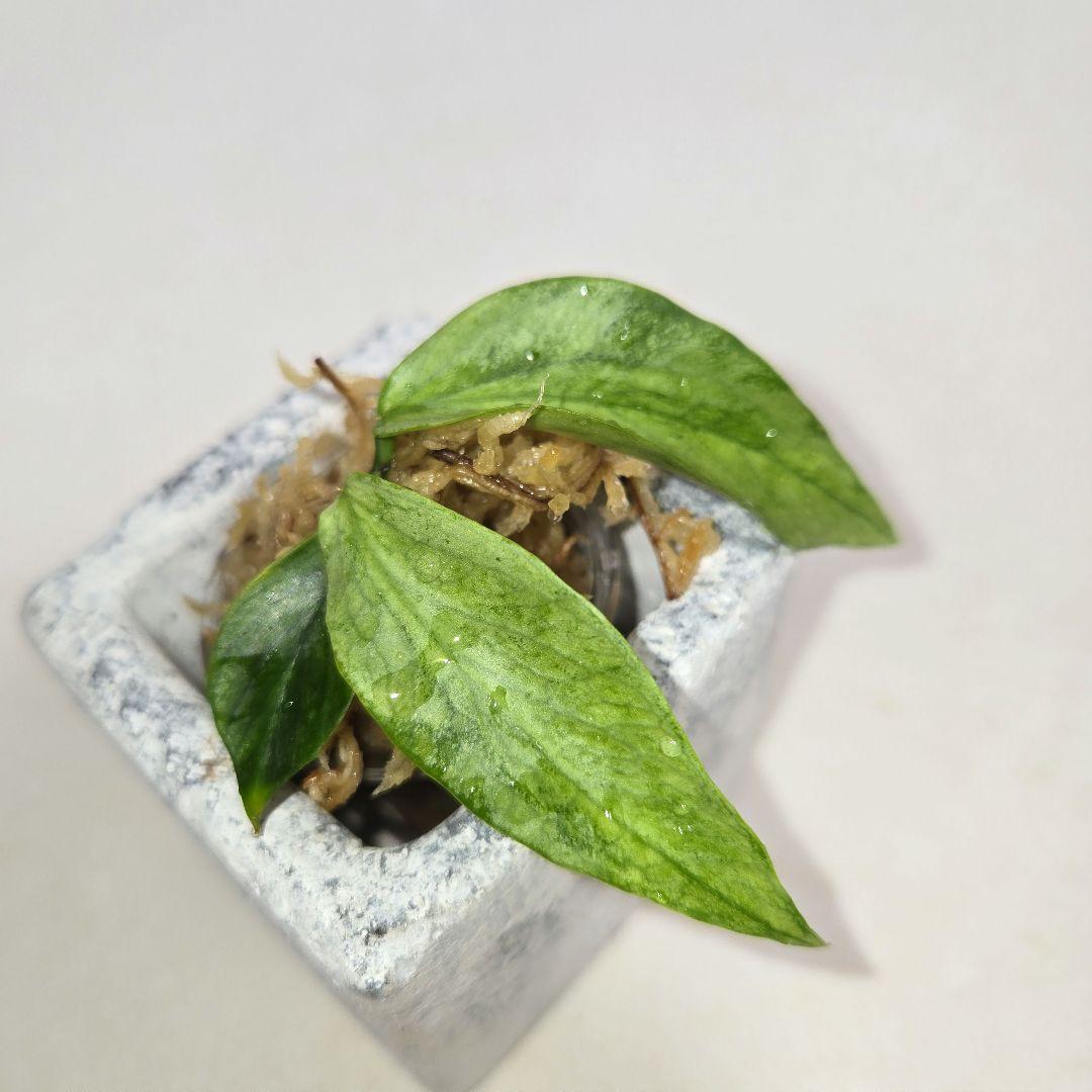 Hoya polyneura silver カット苗