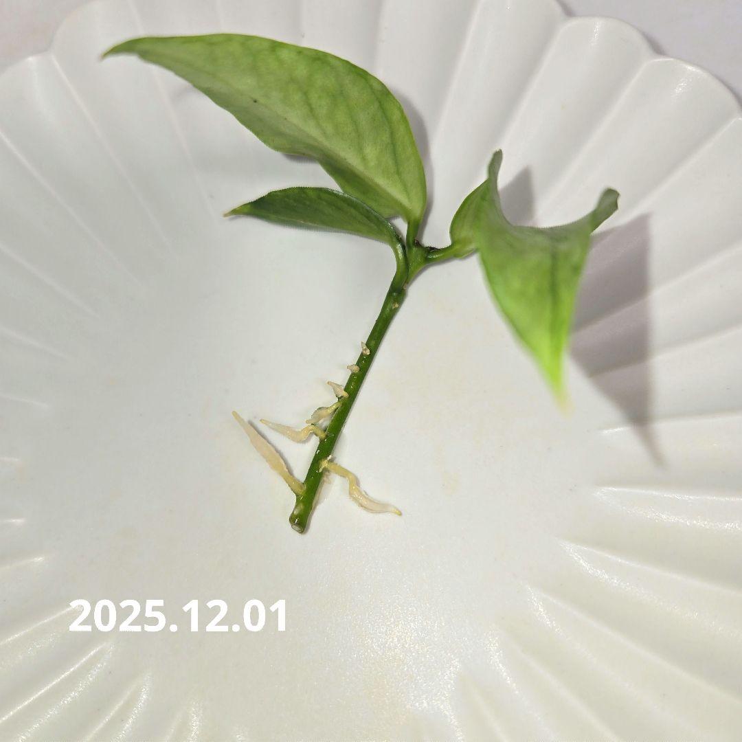 Hoya polyneura silver カット苗