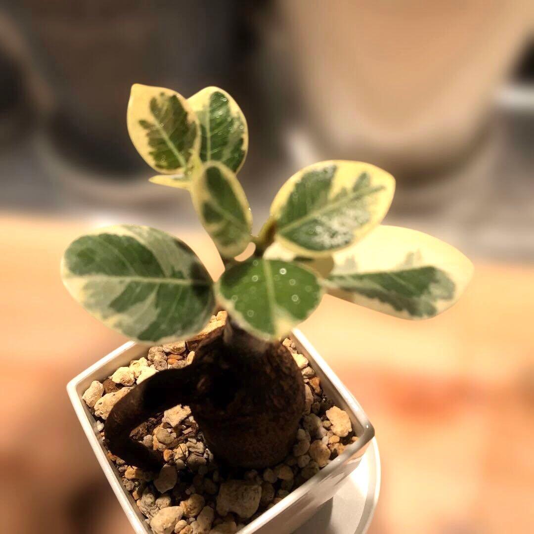 パンダ　ガジュマル　斑入り　接木