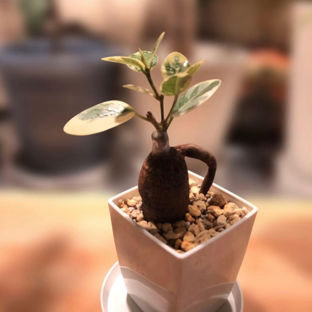 パンダ　ガジュマル　斑入り　接木