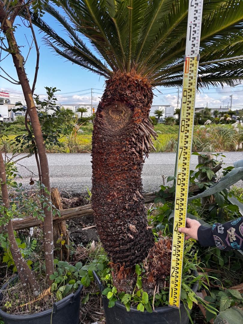 【現地引き取り限定】ソテツ 幹曲がり株 希少デザイン樹形 現品販売