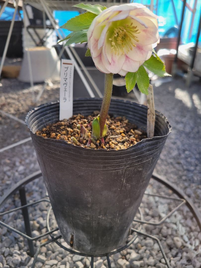 プリマヴェーラ　加藤農園