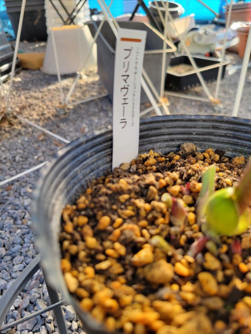 プリマヴェーラ　加藤農園