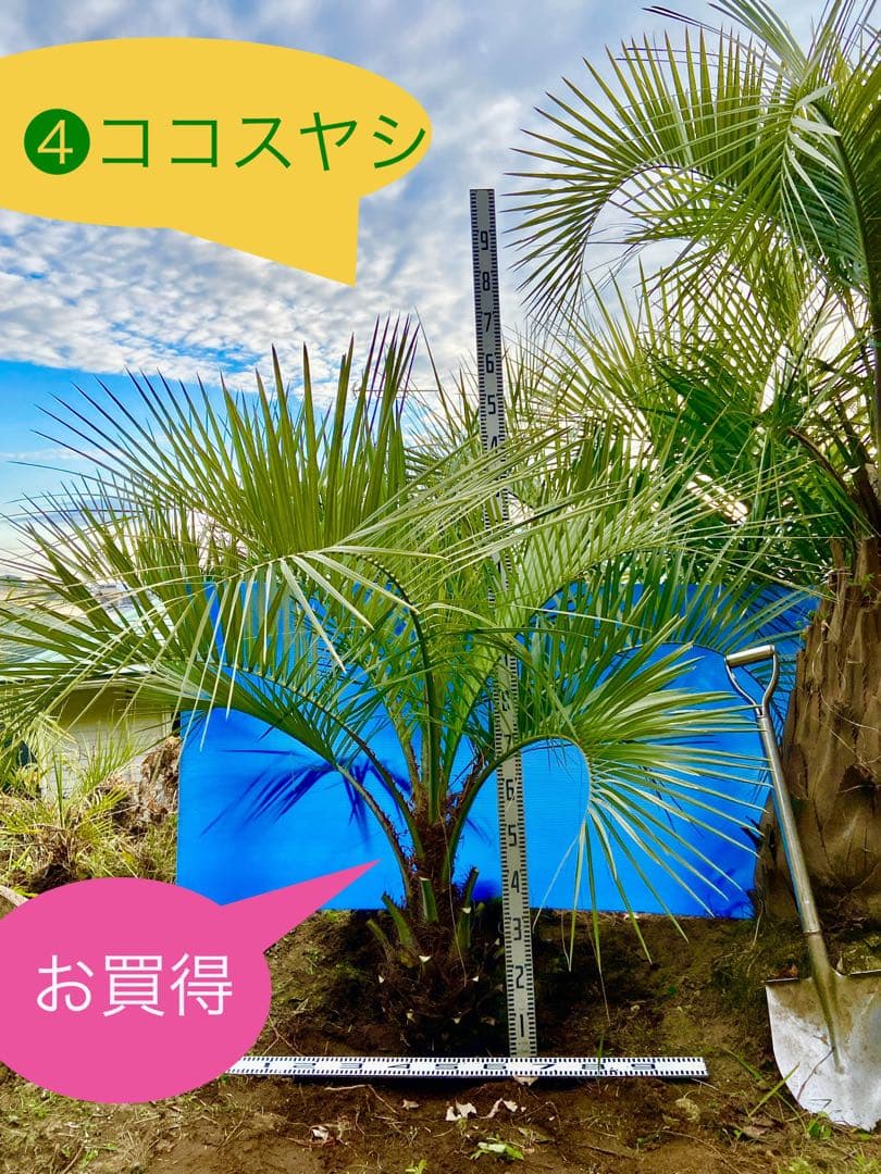 タイムサービス❹ココスヤシ 超耐寒性　シンボルツリー
