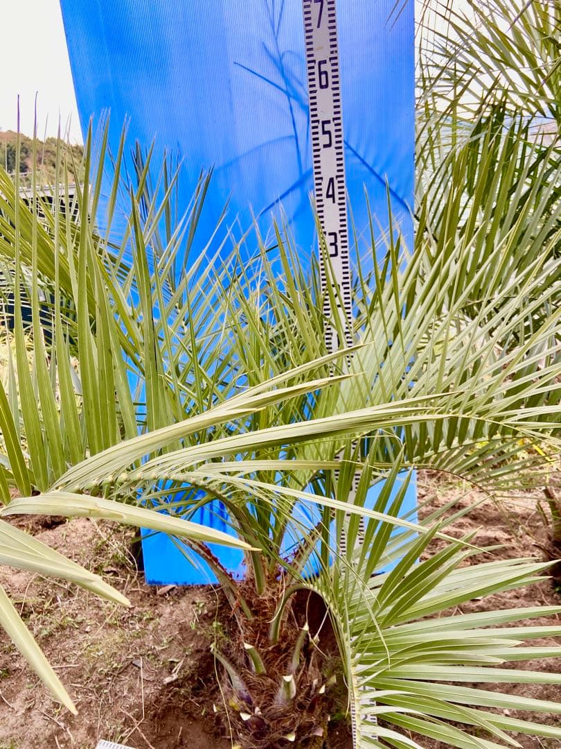 タイムサービス❹ココスヤシ 超耐寒性　シンボルツリー