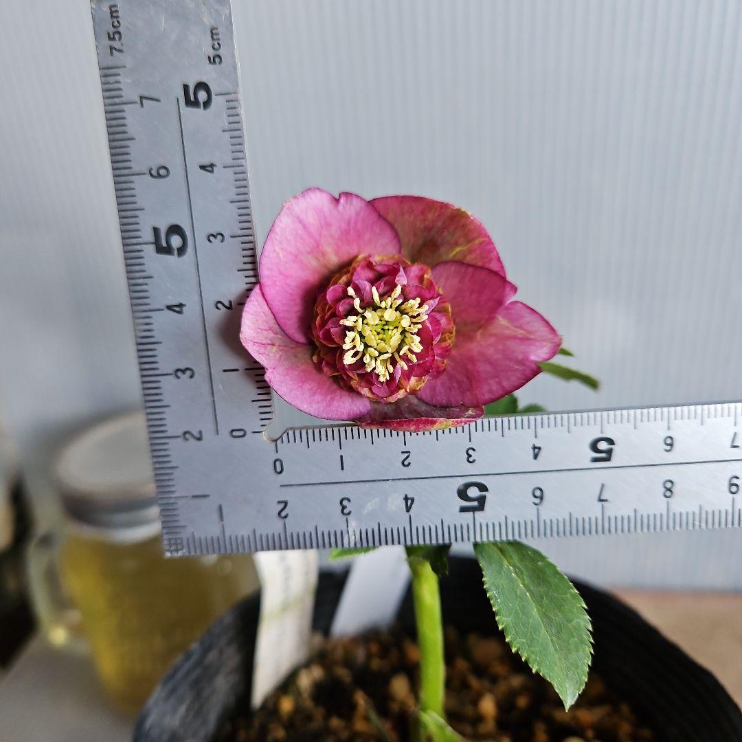 ㉖-358クリスマスローズ