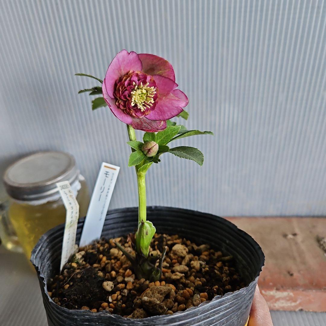 ㉖-358クリスマスローズ