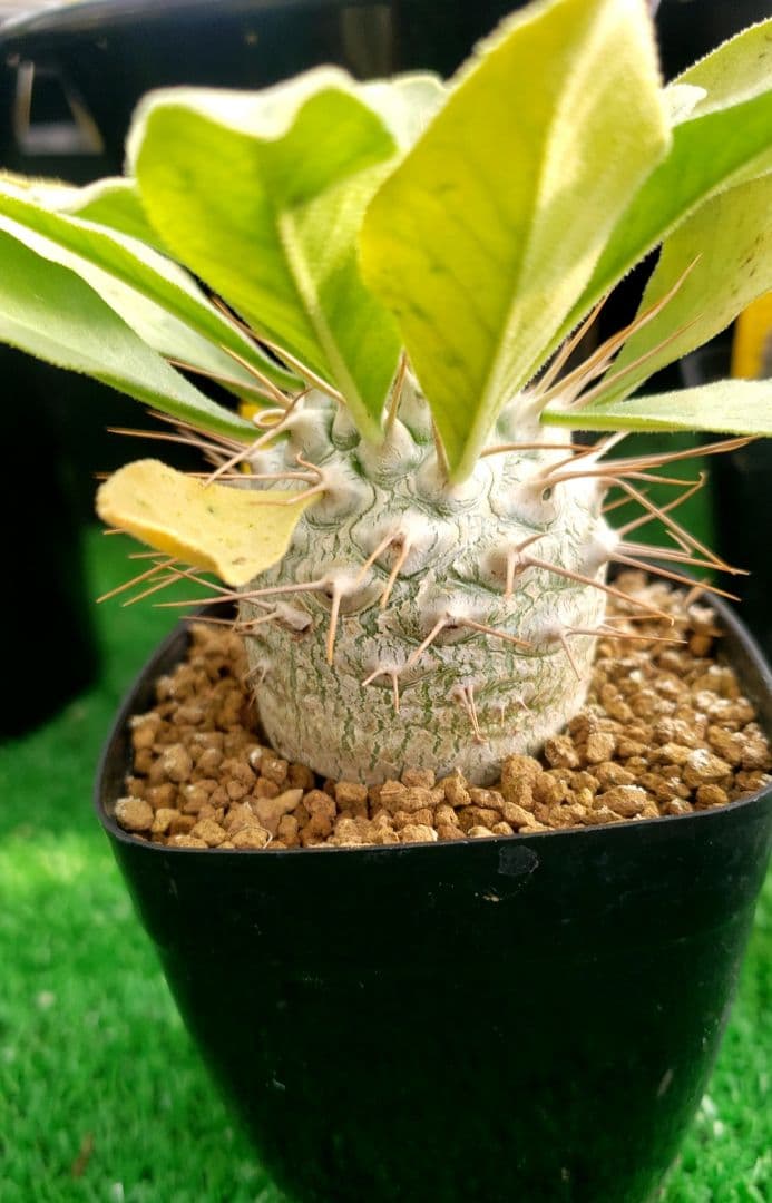 パキポディウム　ナマクアナム実生