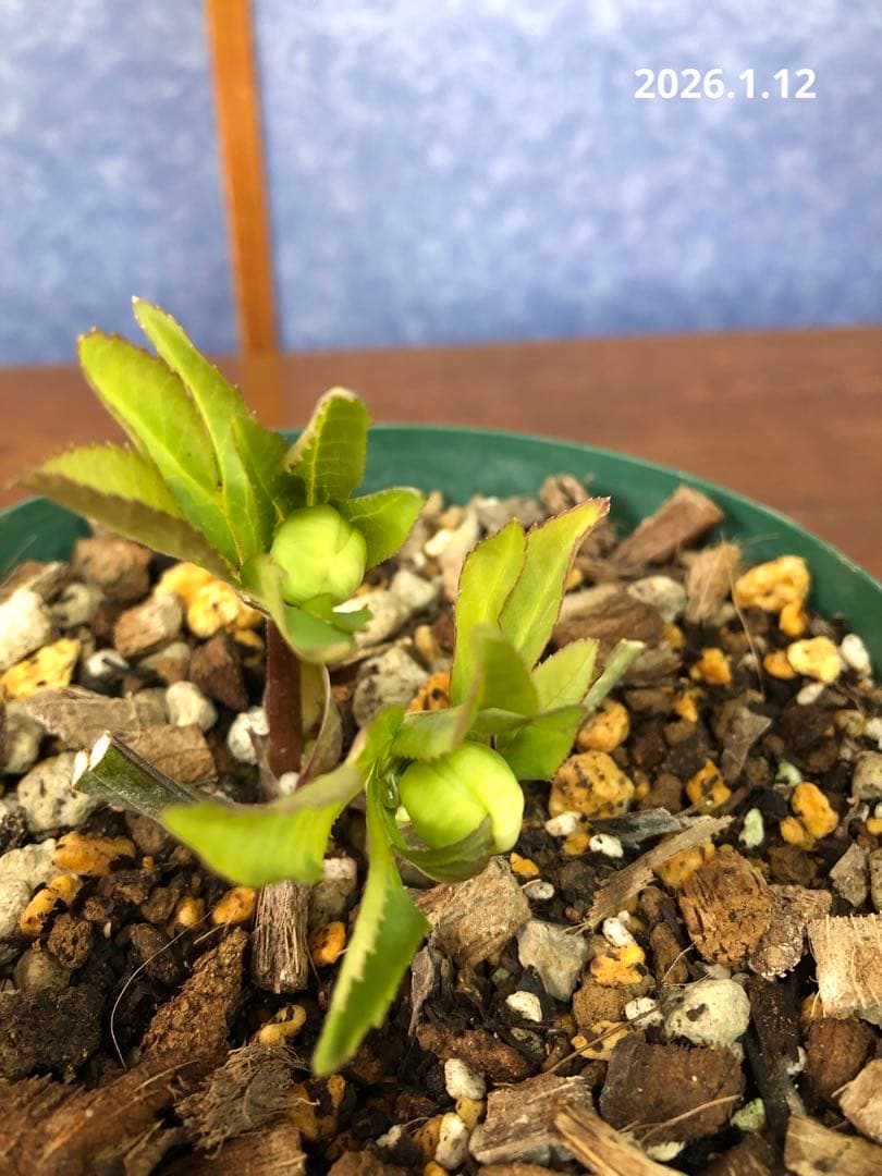 クリスマスローズ　原種　リグリクス①