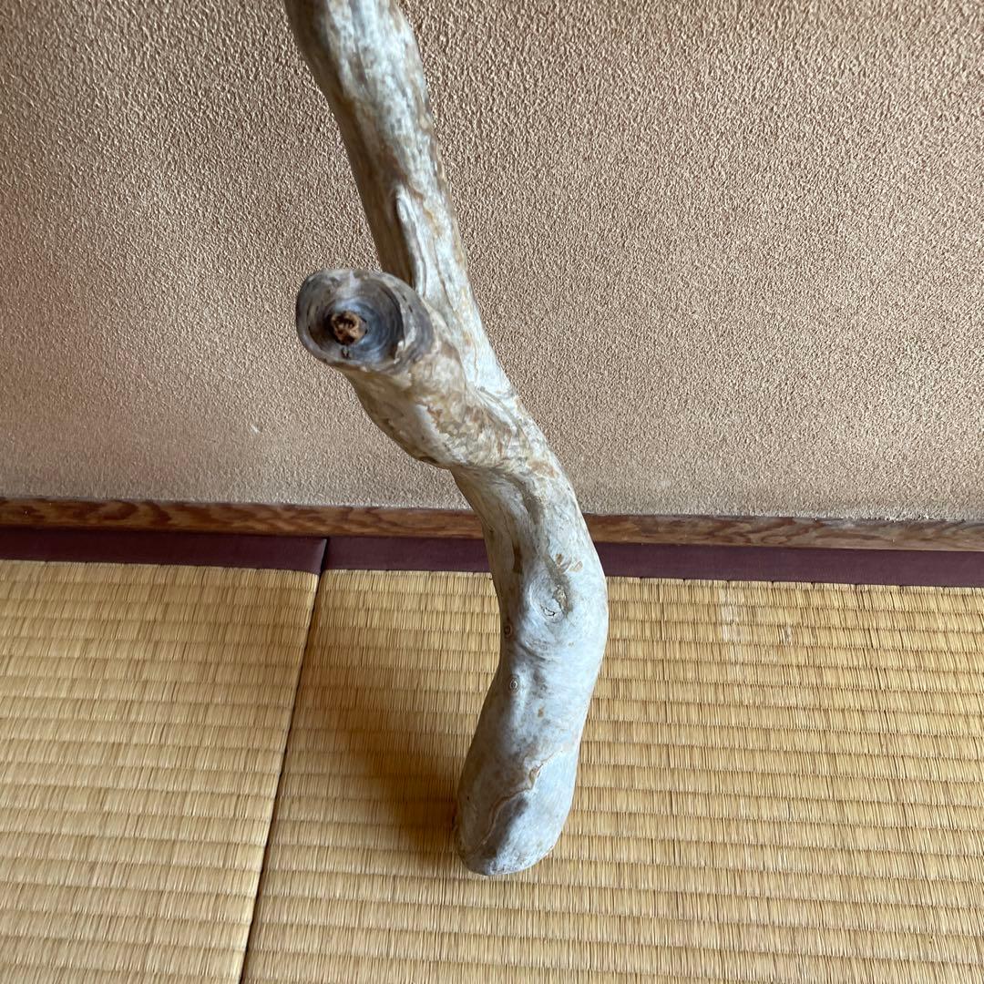 希少　海松珊瑚