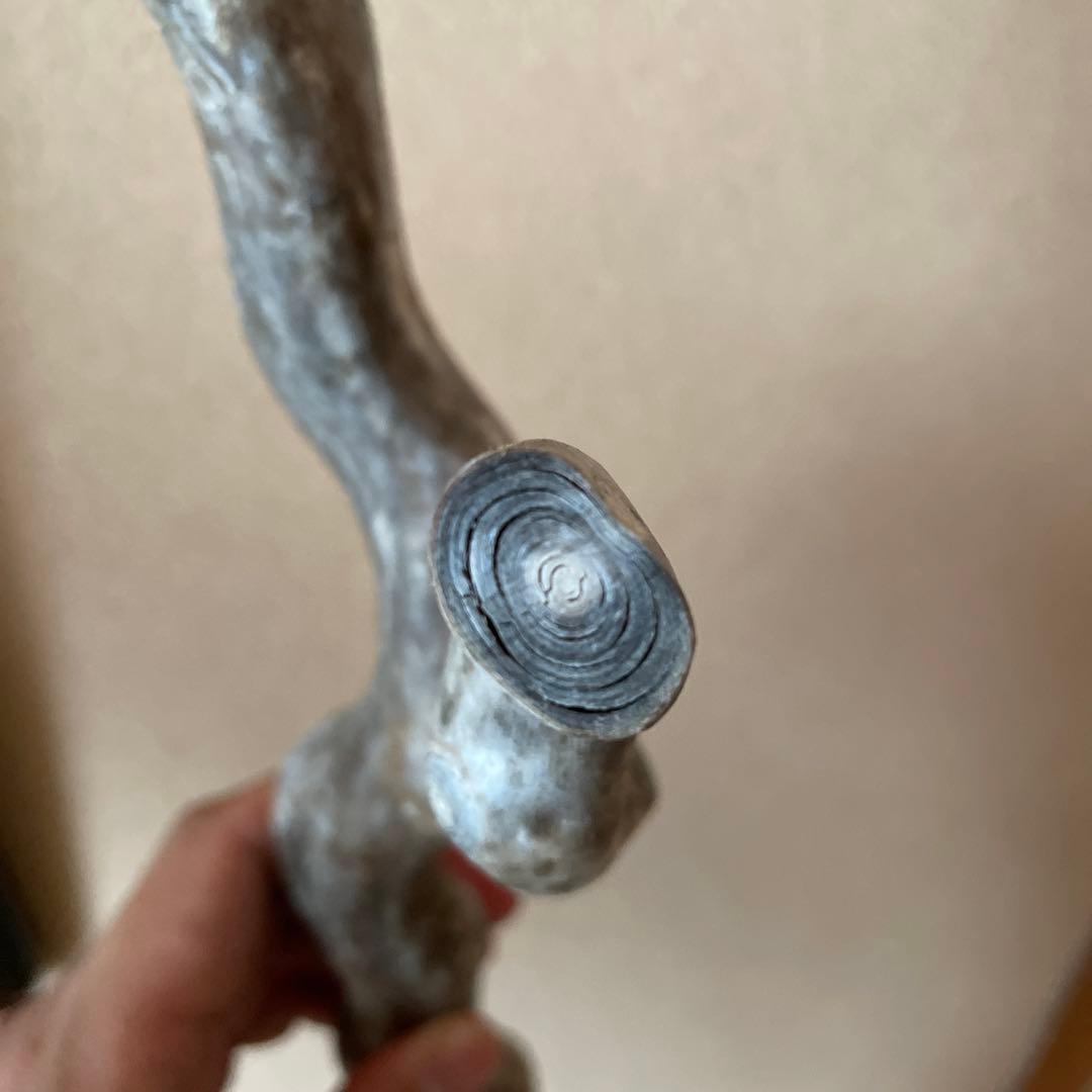 希少　海松珊瑚