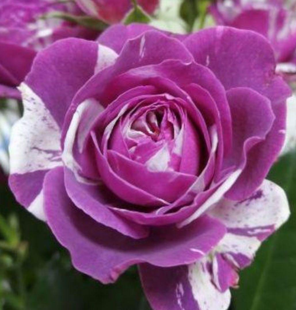 ワンコ　バラ苗