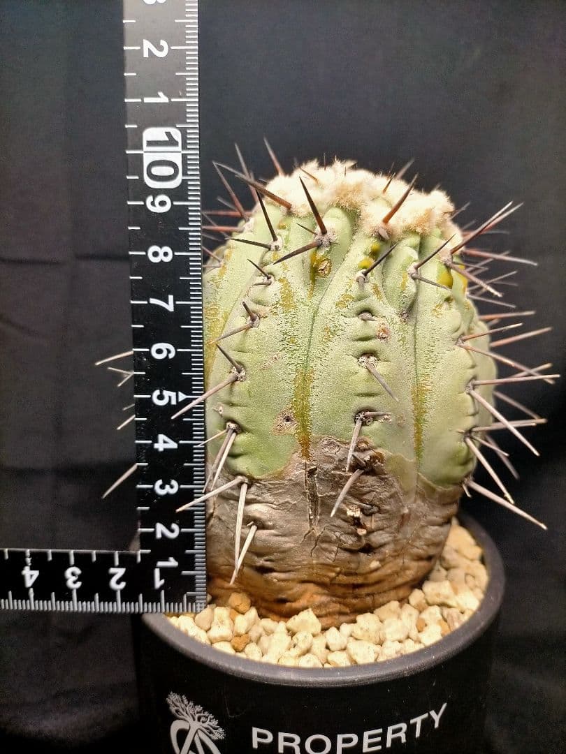 コピアポア シネレア 黒王丸 現地球 カキコ SRL鉢付 弧竜丸 コルムナアルバ