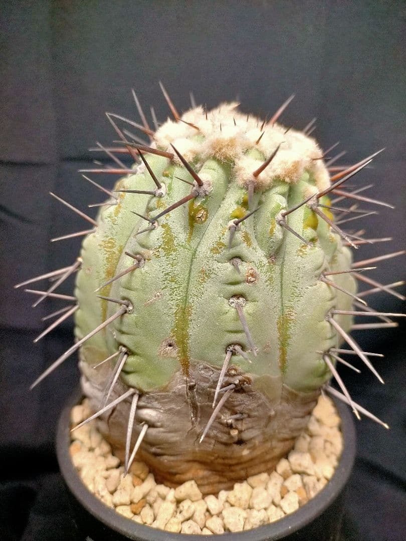 コピアポア シネレア 黒王丸 現地球 カキコ SRL鉢付 弧竜丸 コルムナアルバ