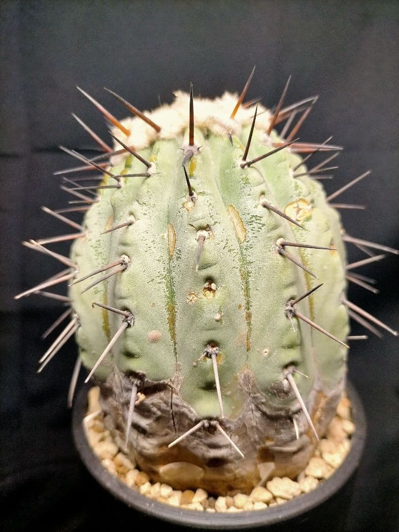 コピアポア シネレア 黒王丸 現地球 カキコ SRL鉢付 弧竜丸 コルムナアルバ